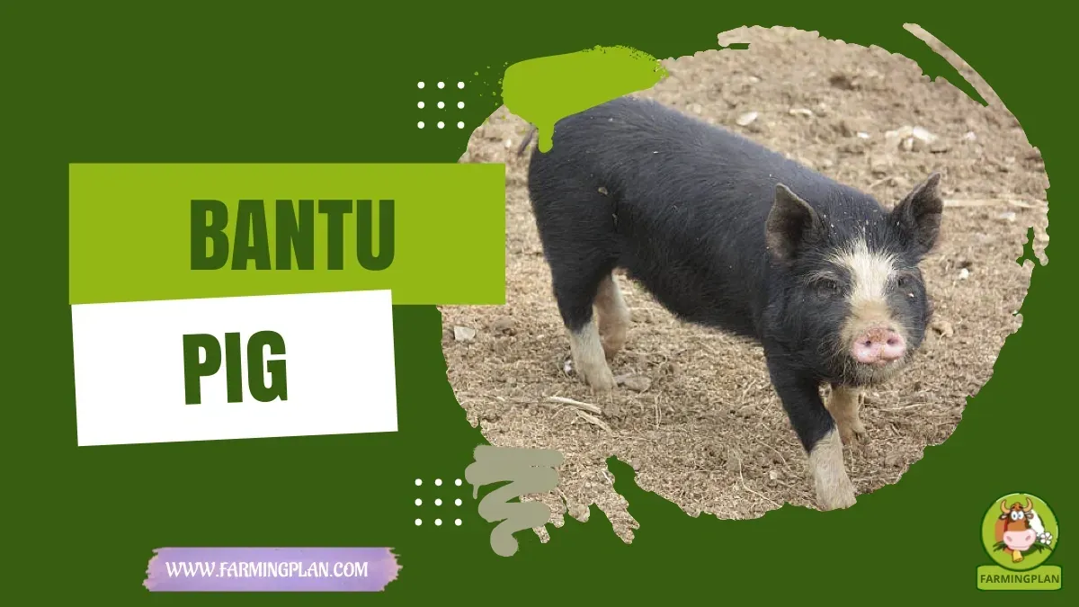 Bantu Pig Unleashed - Farming & Breed Profile Bantu Pig Unleashed characteristics, agricultural utility and breed care guide