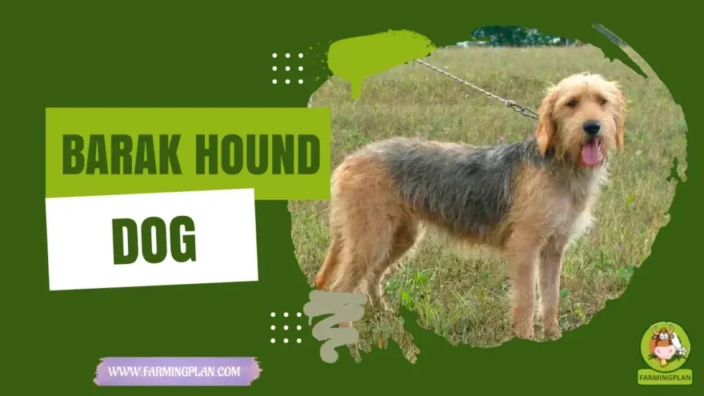 Barak hound Dog characteristics, agricultural utility and breed care guide