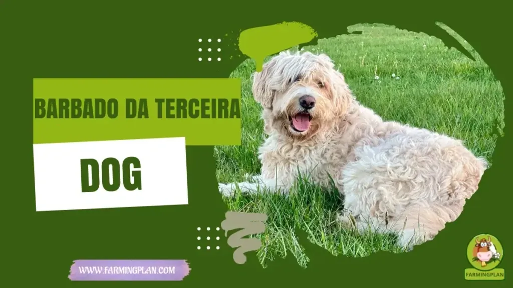 Barbado Da Terceira Dog characteristics, agricultural utility and breed care guide