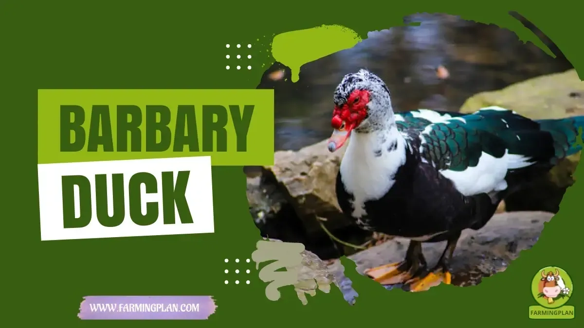 Barbary Ducks - Farming & Breed Profile Barbary Ducks characteristics, agricultural utility and breed care guide