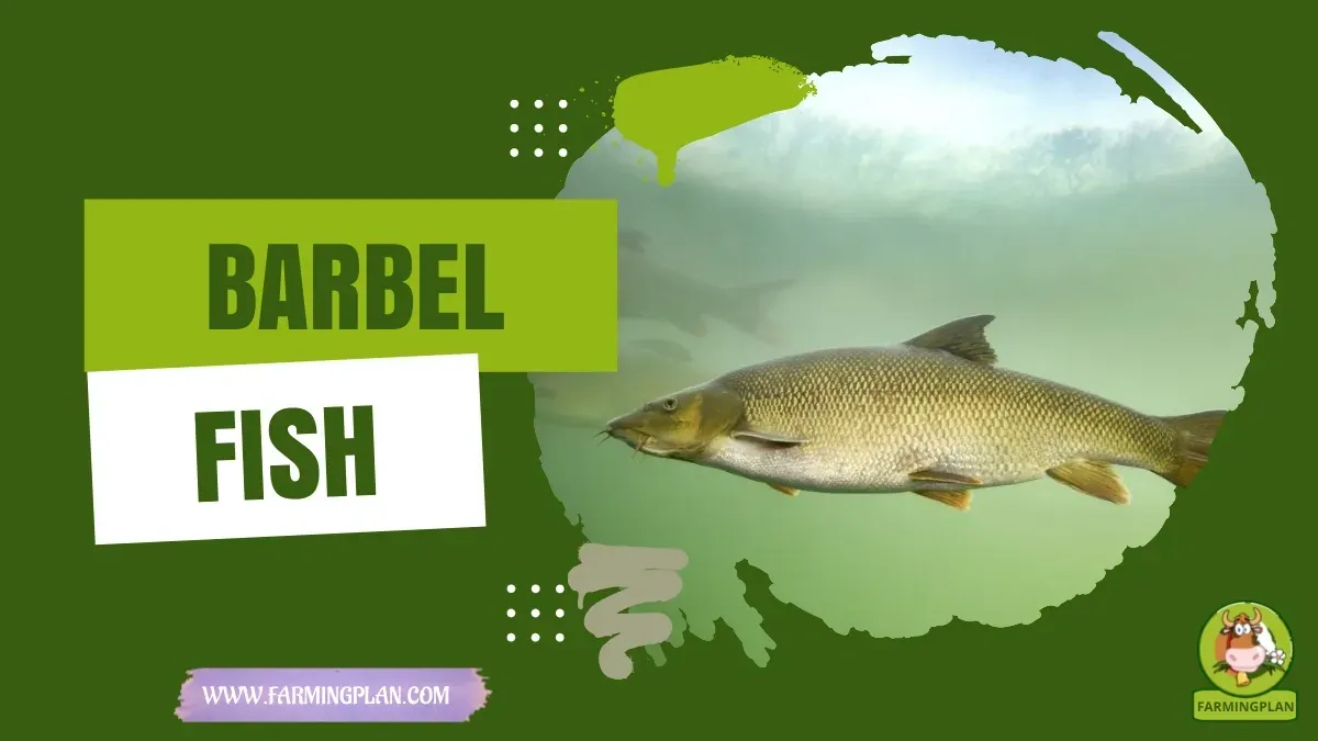 Cherry Barbel Fish characteristics, agricultural utility and breed care guide