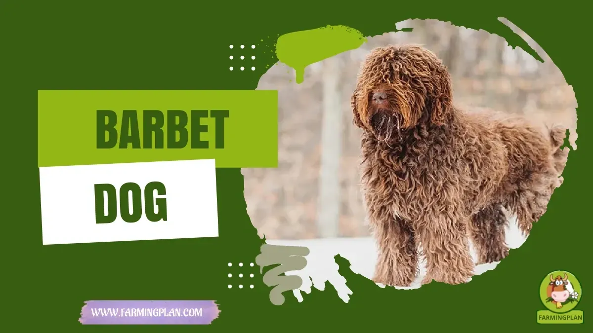 Barbet Dog - Farming & Breed Profile Barbet Dog characteristics, agricultural utility and breed care guide