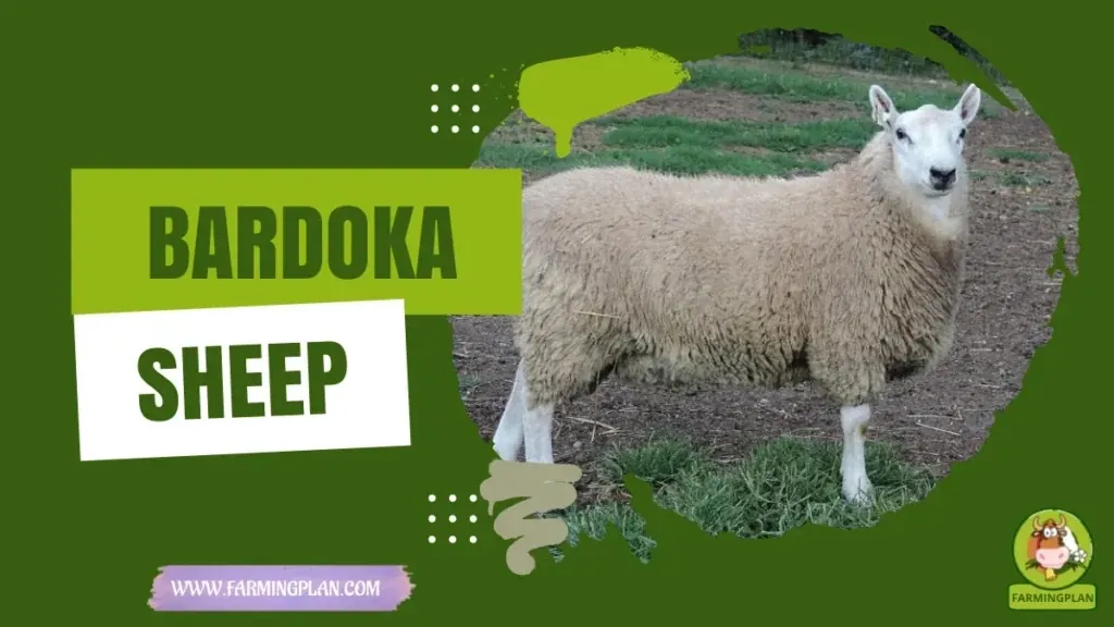 Bardoka Sheep - Farming & Breed Profile Bardoka Sheep characteristics, agricultural utility and breed care guide