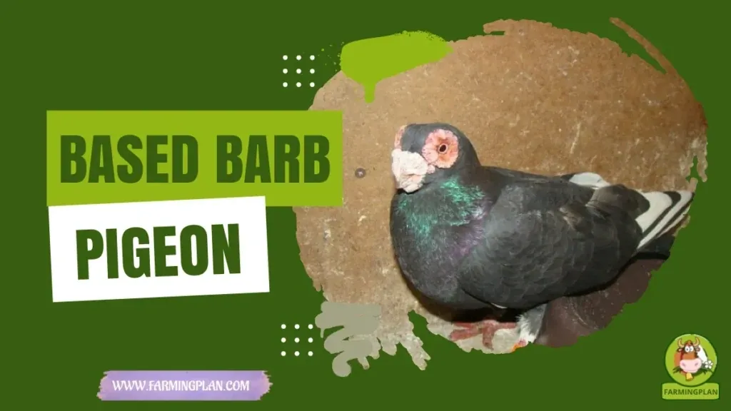 Barb Pigeon characteristics, agricultural utility and breed care guide