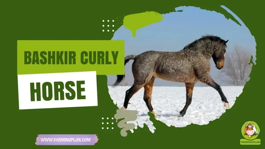 Bashkir Curly Horse characteristics, agricultural utility and breed care guide