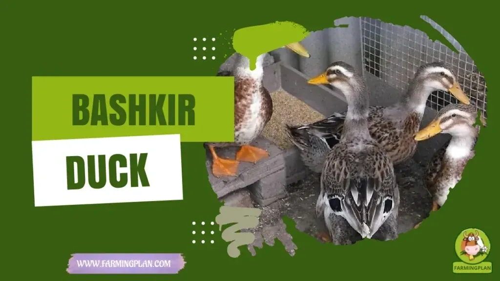 Bashkir Duck Care characteristics, agricultural utility and breed care guide