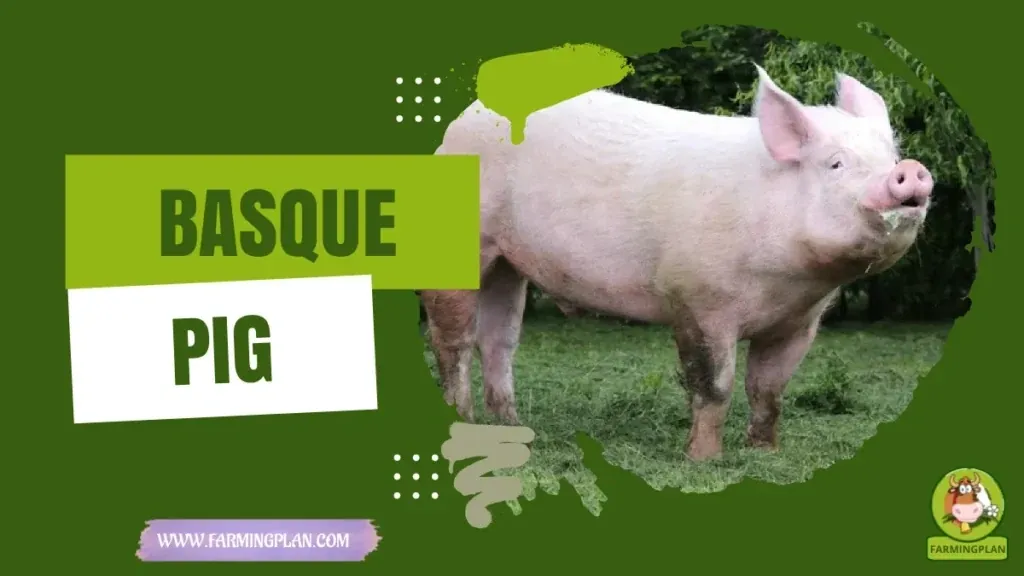 Basque Pig characteristics, agricultural utility and breed care guide