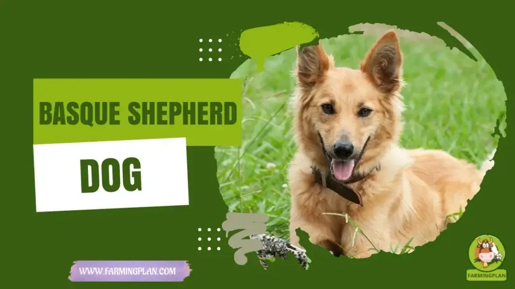 Basque Shepherd Dog characteristics, agricultural utility and breed care guide