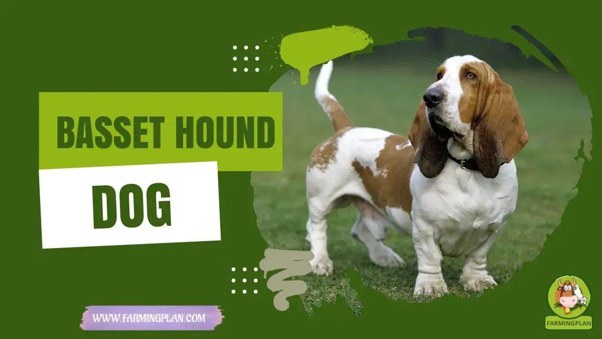 Basset Hound Dog Love characteristics, agricultural utility and breed care guide