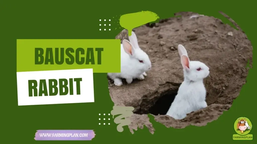 Bauscat Rabbit characteristics, agricultural utility and breed care guide