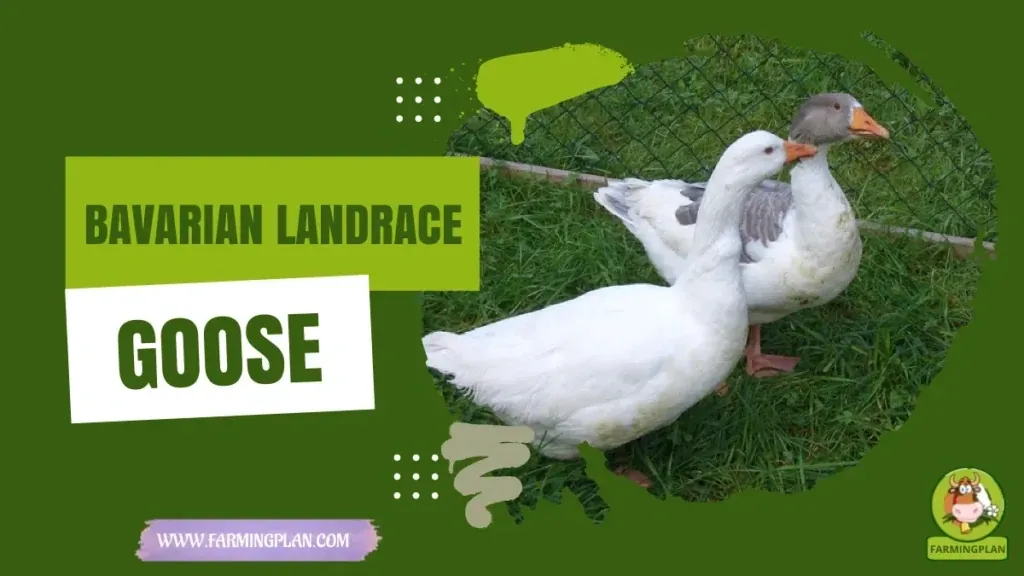 Bavarian Landrace Goose characteristics, agricultural utility and breed care guide