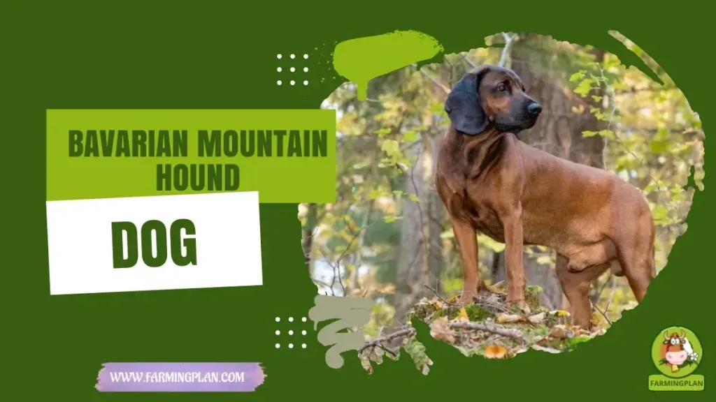 Bavarian Mountain Hound Dog characteristics, agricultural utility and breed care guide
