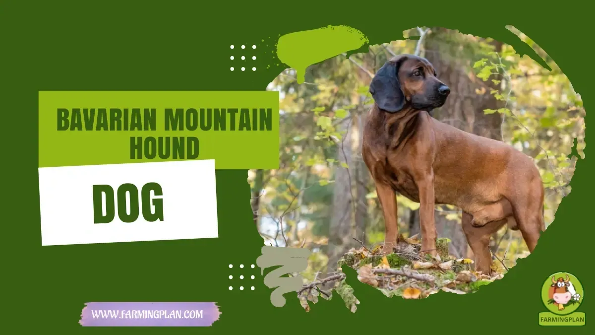 bavarian mountain hound dog