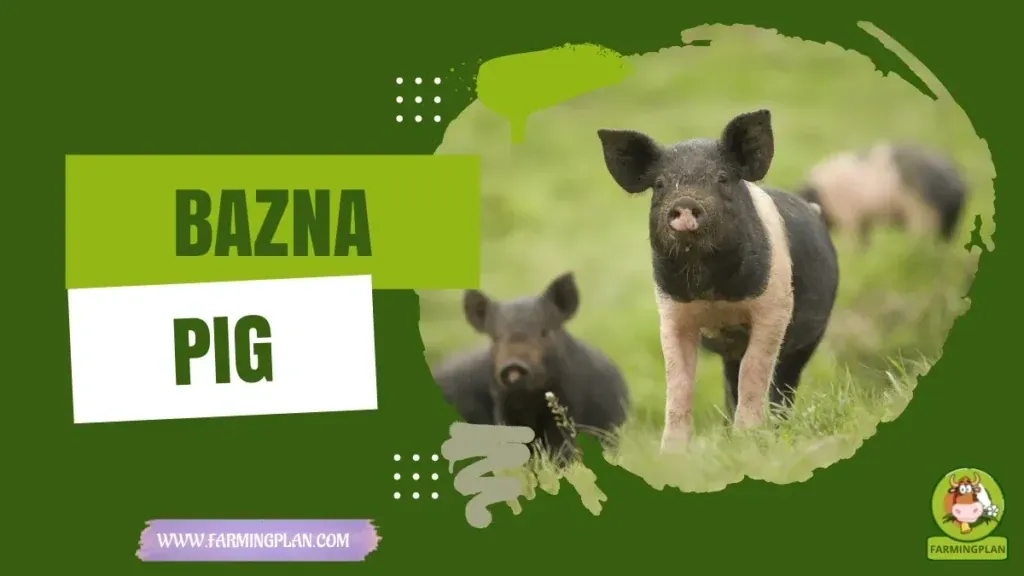 Bazna Pig Magic characteristics, agricultural utility and breed care guide