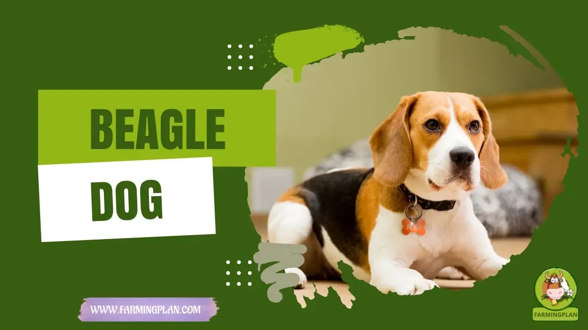 Beagles Dog - Farming & Breed Profile Beagles Dog characteristics, agricultural utility and breed care guide