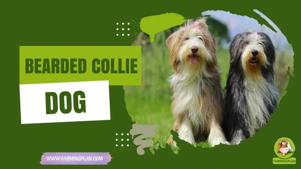 Bearded Collie Dog characteristics, agricultural utility and breed care guide