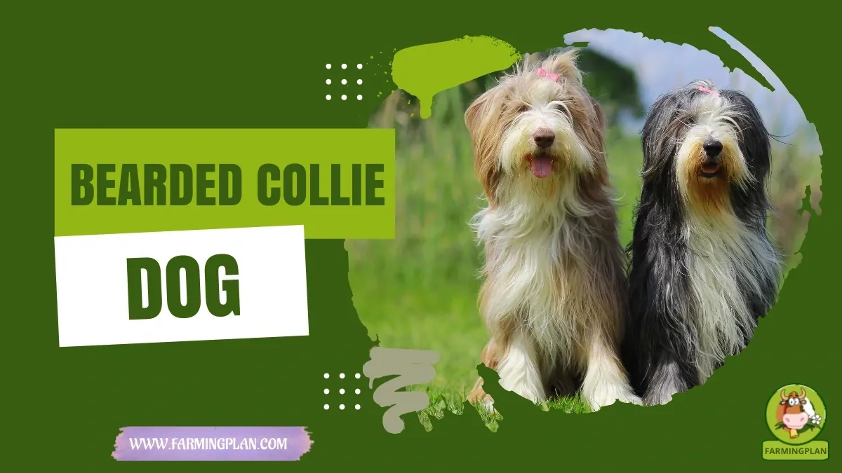 Bearded Collie Dog characteristics, agricultural utility and breed care guide