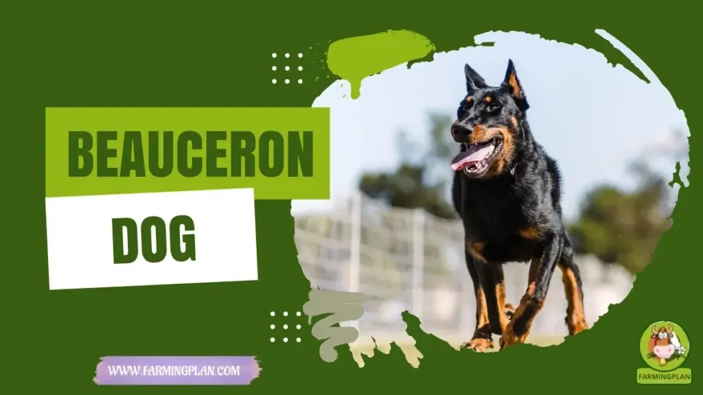 Beauceron Dog - Farming & Breed Profile Beauceron Dog characteristics, agricultural utility and breed care guide