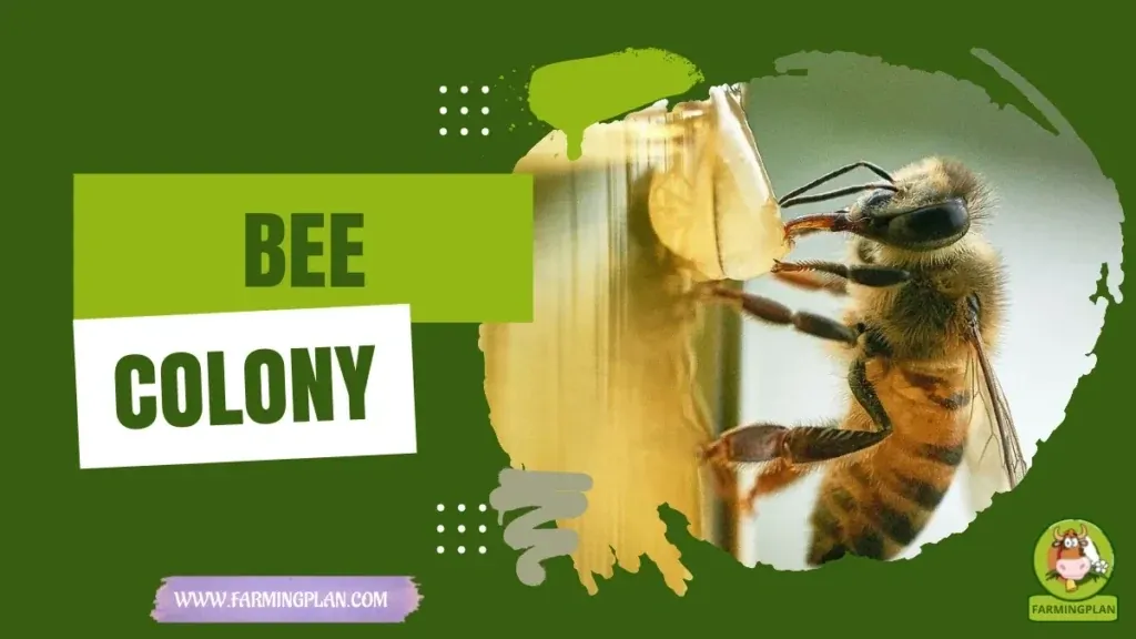 Bee Colony Structure - Farming & Breed Profile Bee Colony Structure characteristics, agricultural utility and breed care guide