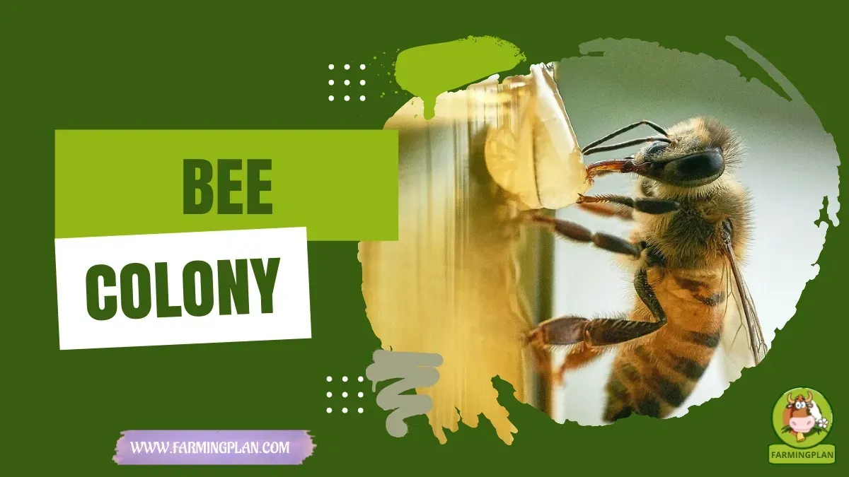 Bee Colony Structure characteristics, agricultural utility and breed care guide