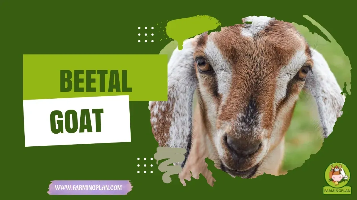 Beetal Goat characteristics, agricultural utility and breed care guide