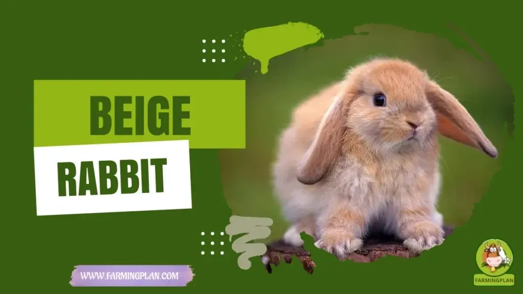 Beige Rabbit - Farming & Breed Profile Beige Rabbit characteristics, agricultural utility and breed care guide