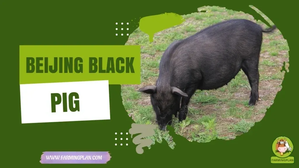 Beijing Black Pig characteristics, agricultural utility and breed care guide