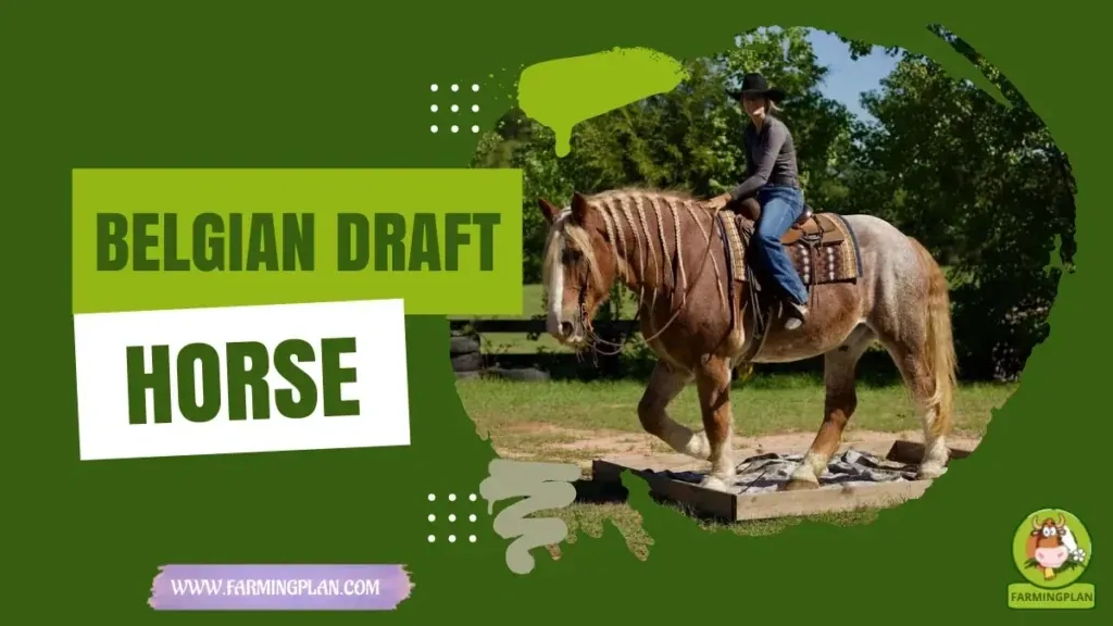 Belgian Draft Horse - Farming & Breed Profile Belgian Draft Horse characteristics, agricultural utility and breed care guide