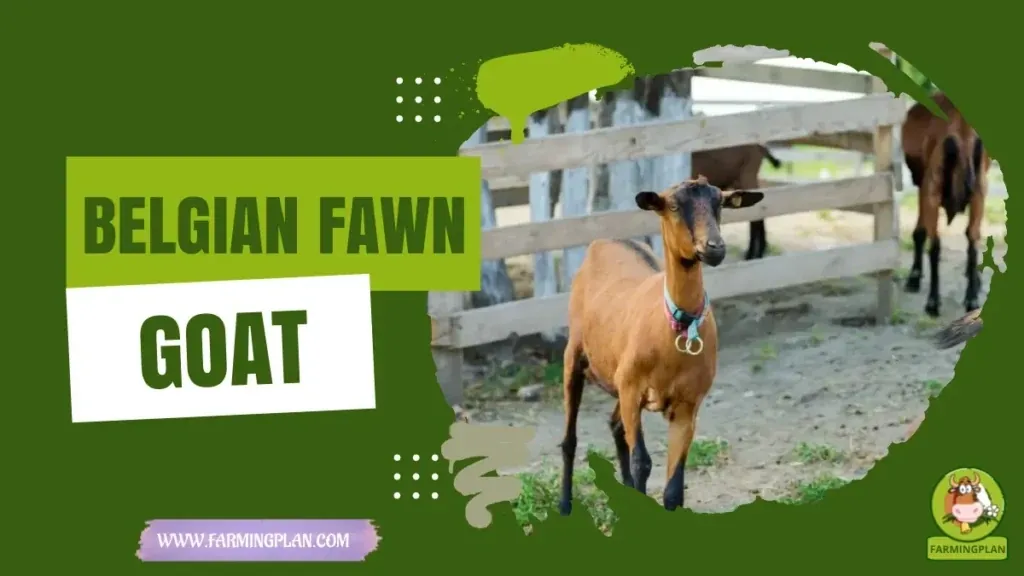 Belgian Fawn Goat characteristics, agricultural utility and breed care guide