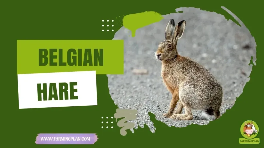 Belgian Hare characteristics, agricultural utility and breed care guide