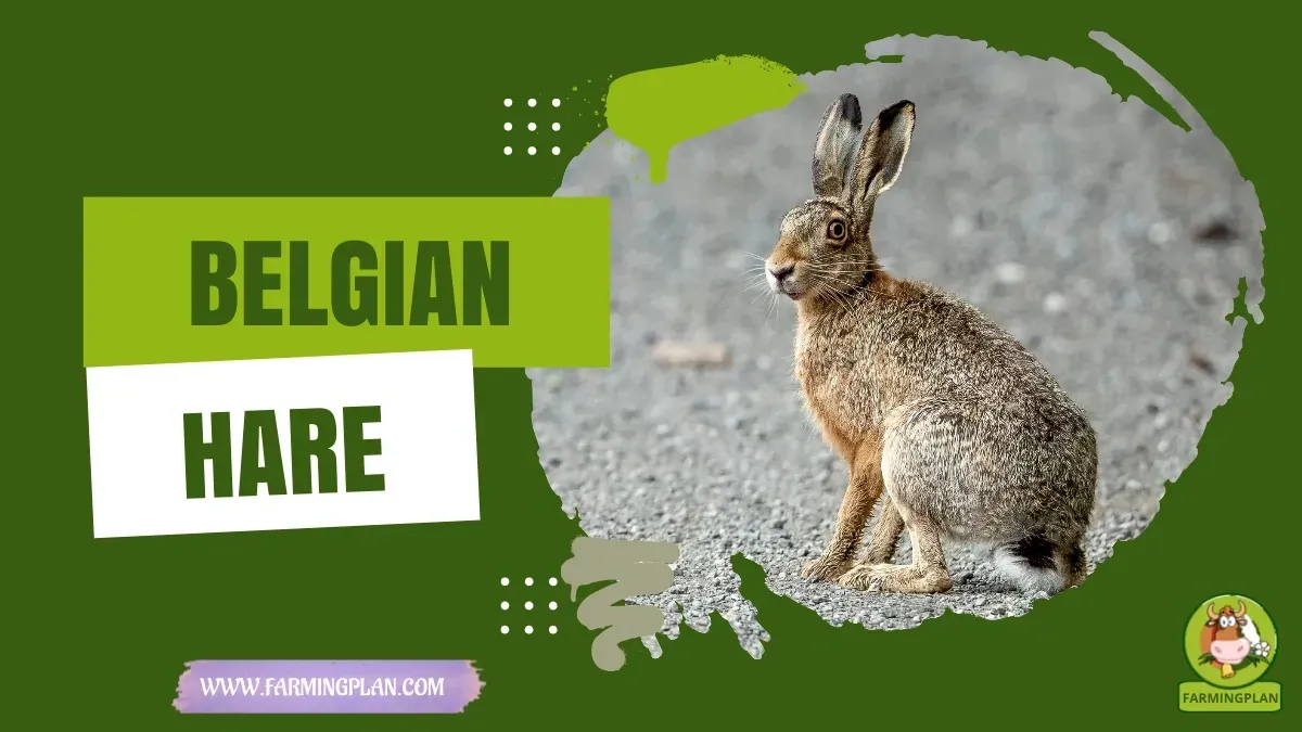 Belgian Hare - Farming & Breed Profile Belgian Hare characteristics, agricultural utility and breed care guide