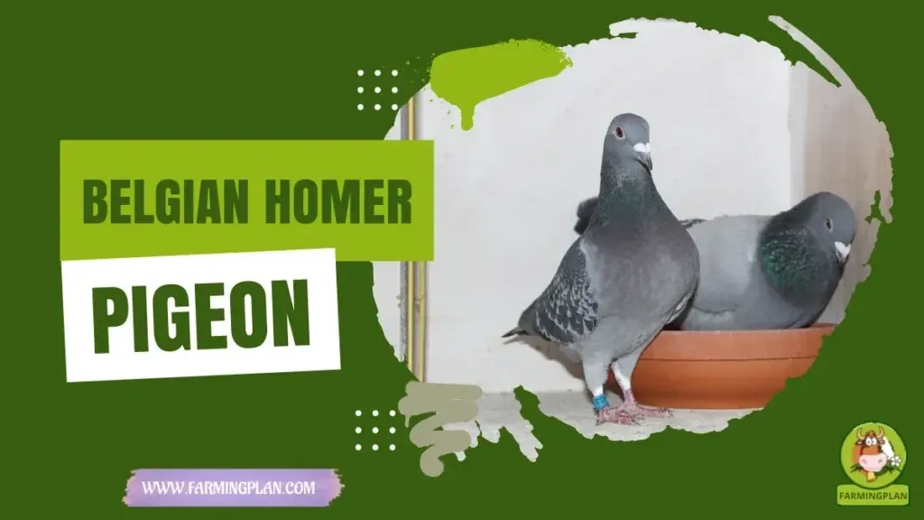 Belgian Homer Pigeon - Farming & Breed Profile Belgian Homer Pigeon characteristics, agricultural utility and breed care guide