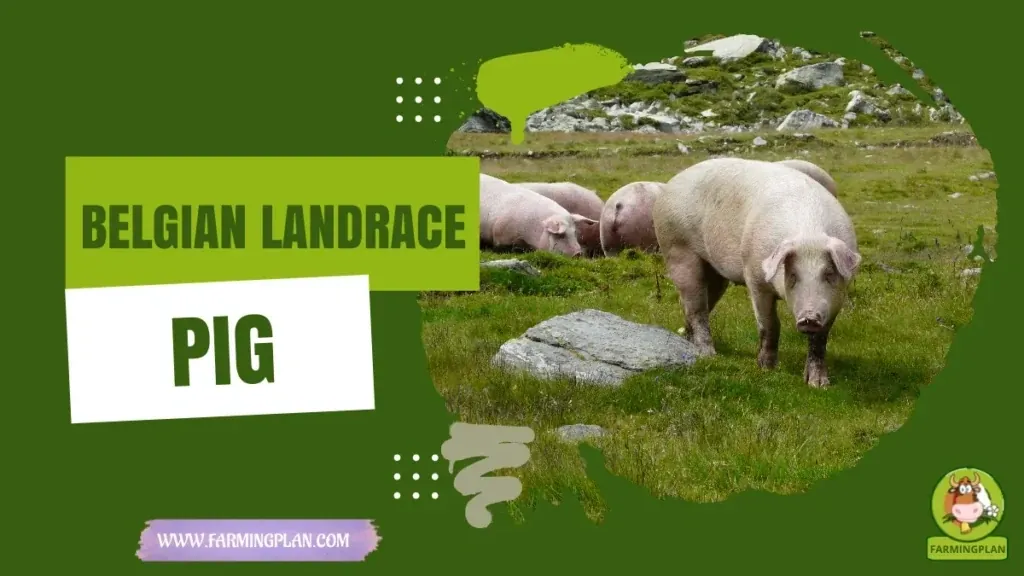 Belgian Landrace Pig characteristics, agricultural utility and breed care guide