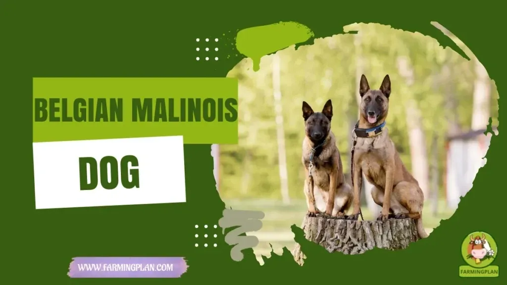 Belgian Malinois Dog - Farming & Breed Profile Belgian Malinois Dog characteristics, agricultural utility and breed care guide
