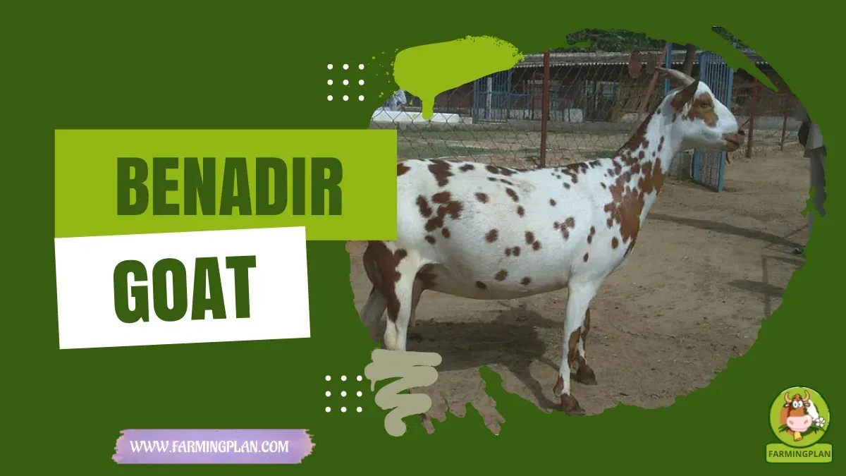 Benadir Goat - Farming & Breed Profile Benadir Goat characteristics, agricultural utility and breed care guide