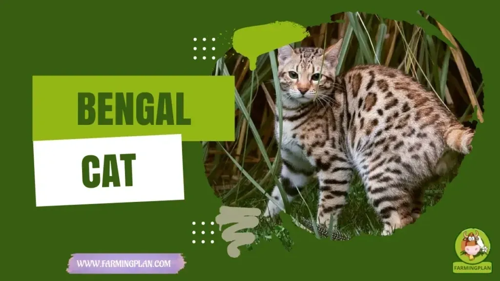 Bengal Cats characteristics, agricultural utility and breed care guide