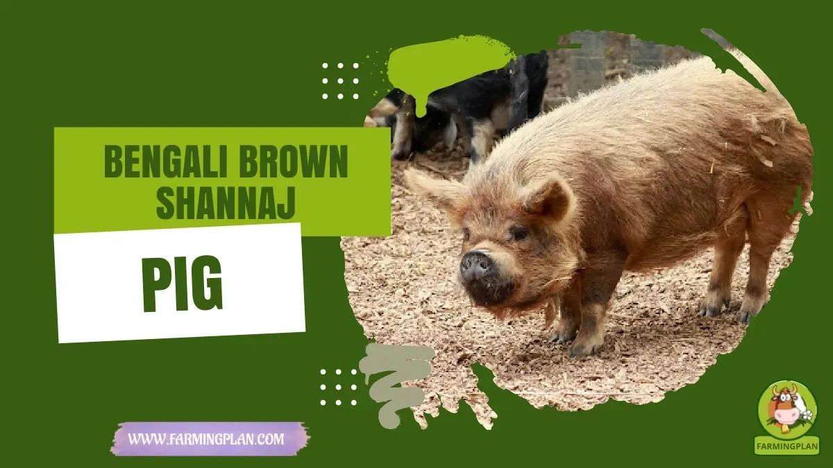 Bengali Brown Shannaj Pig - Farming & Breed Profile bengali brown shannaj pig