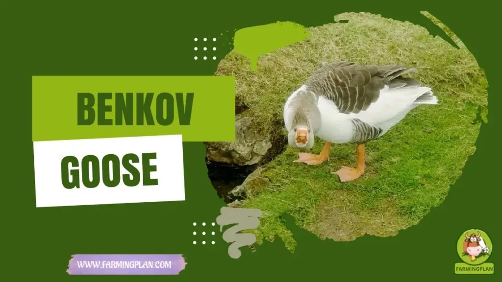 Benkov Goose characteristics, agricultural utility and breed care guide