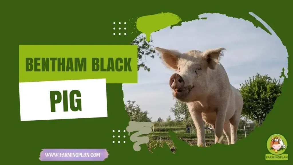 Bentham Black Pig - Farming & Breed Profile Bentham Black Pig characteristics, agricultural utility and breed care guide