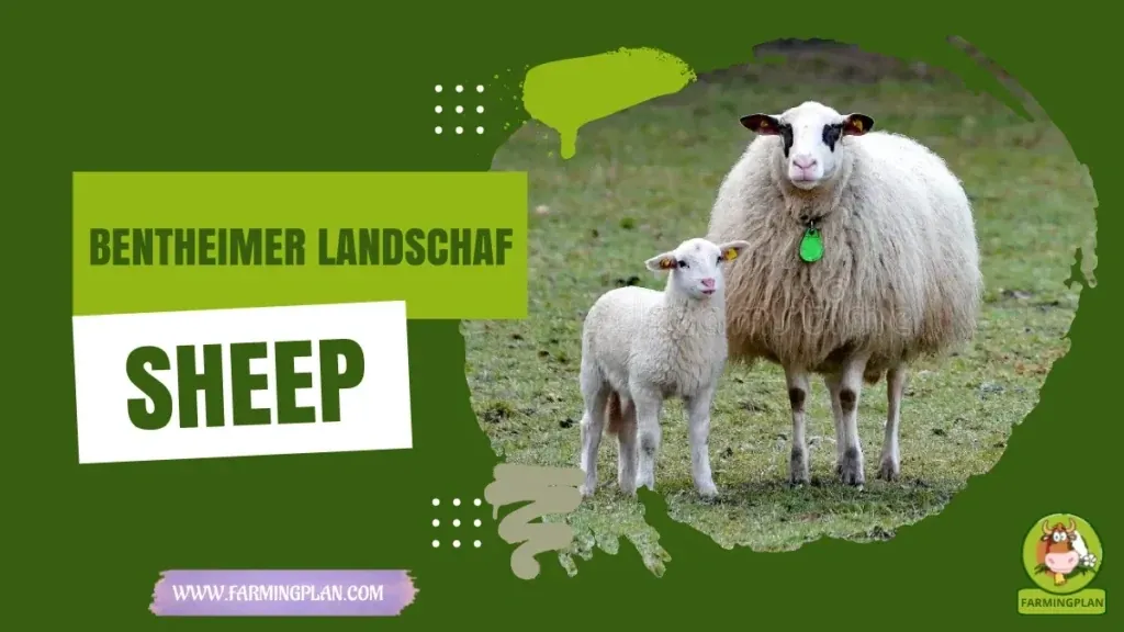 Bentheimer Landschaf Sheep characteristics, agricultural utility and breed care guide