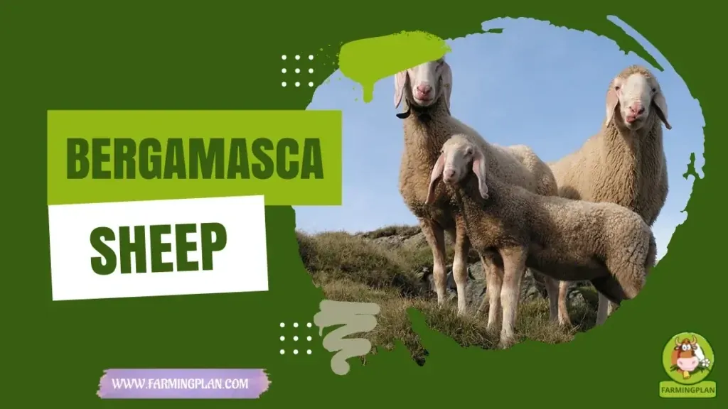 Bergamasca Sheep characteristics, agricultural utility and breed care guide