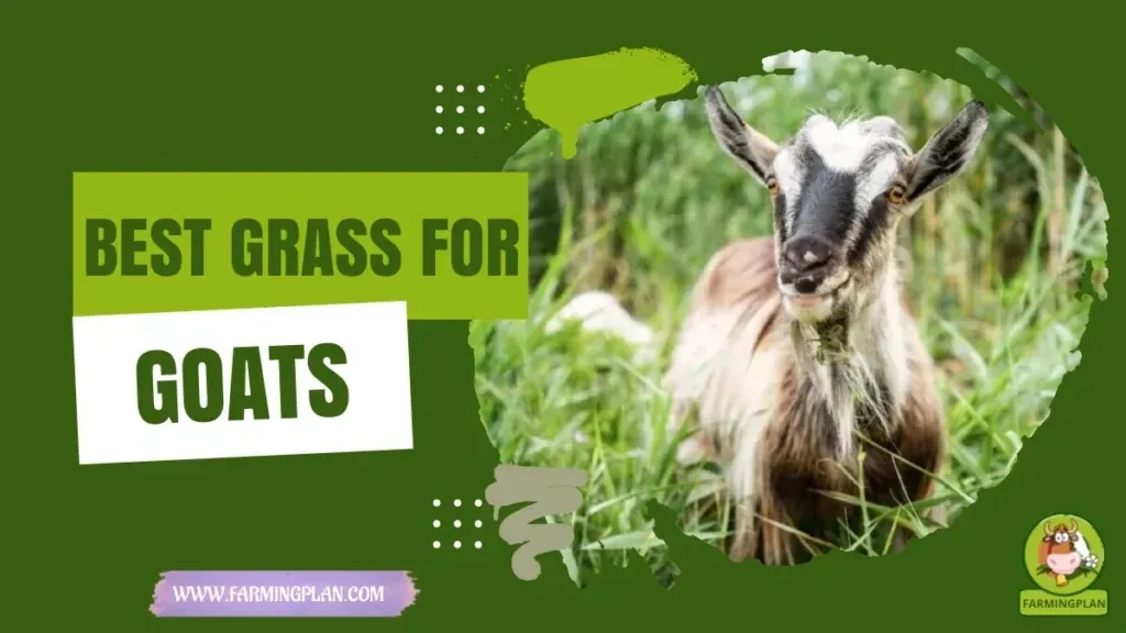 Best Pasture Grass for Goats - Farming & Breed Profile Best Pasture Grass for Goats characteristics, agricultural utility and breed care guide