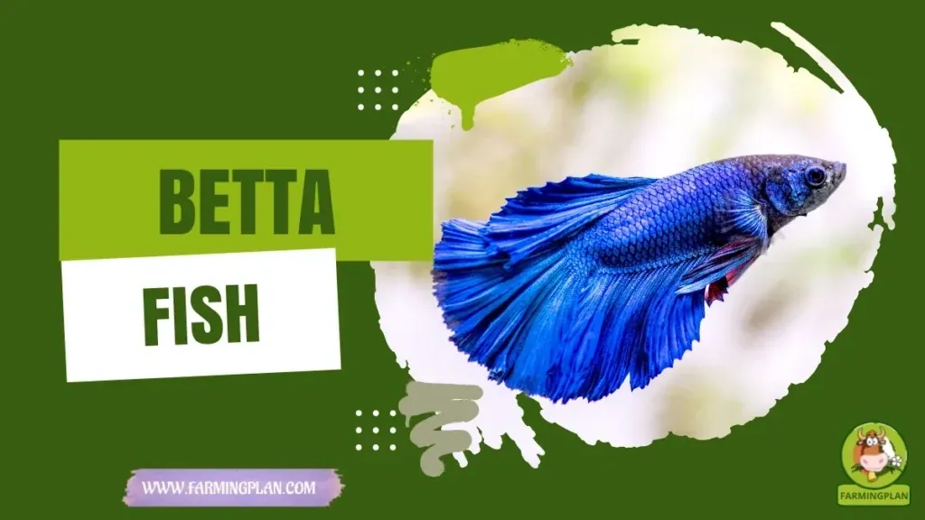 Betta Fish characteristics, agricultural utility and breed care guide