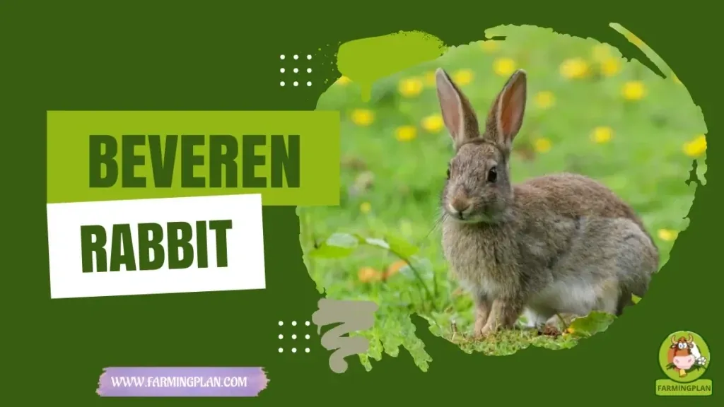 Beveren Rabbit - Farming & Breed Profile Beveren Rabbit characteristics, agricultural utility and breed care guide