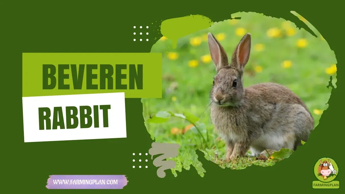 Beveren Rabbit characteristics, agricultural utility and breed care guide