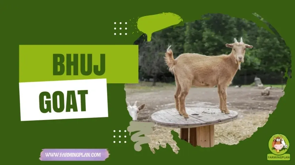Bhuj Goat characteristics, agricultural utility and breed care guide