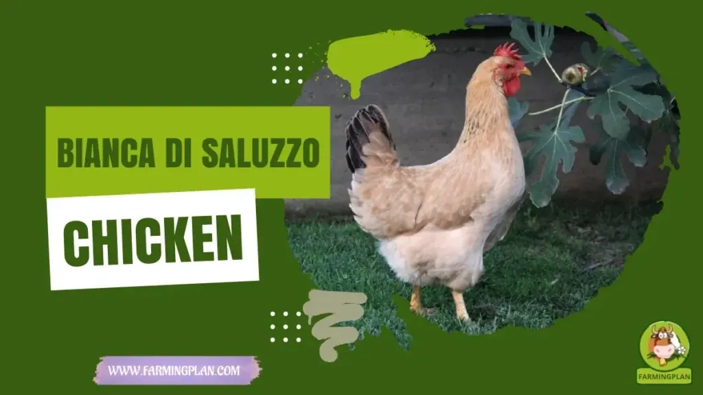 Bianca Di Saluzzo Chicken - Farming & Breed Profile Bianca Di Saluzzo Chicken characteristics, agricultural utility and breed care guide