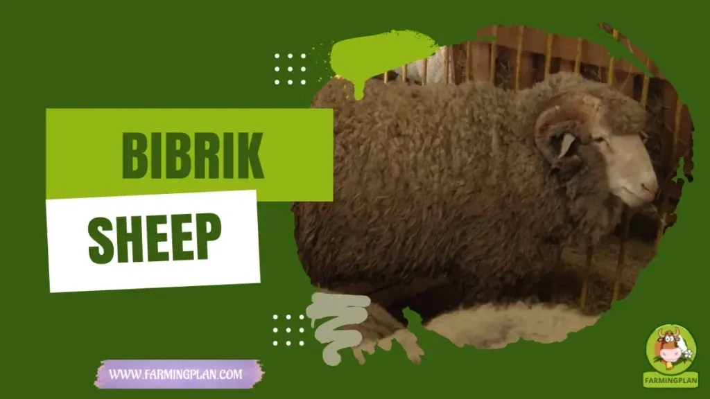 Bibrik Sheep characteristics, agricultural utility and breed care guide