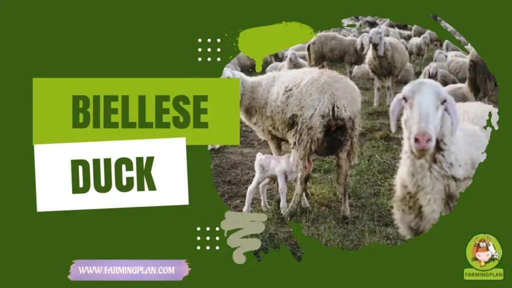 Biellese Sheep characteristics, agricultural utility and breed care guide