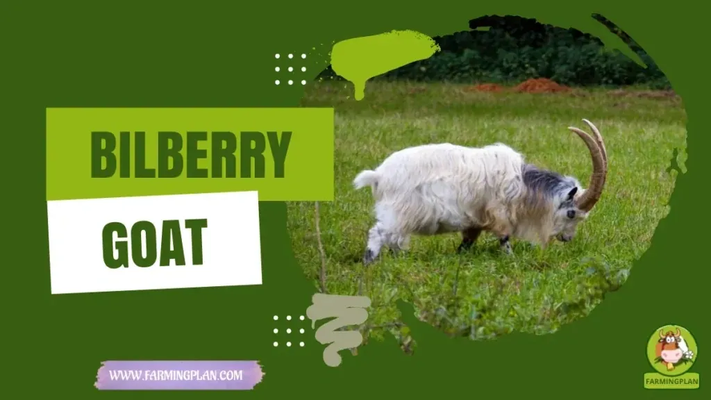 Bilberry Goat Heritage characteristics, agricultural utility and breed care guide